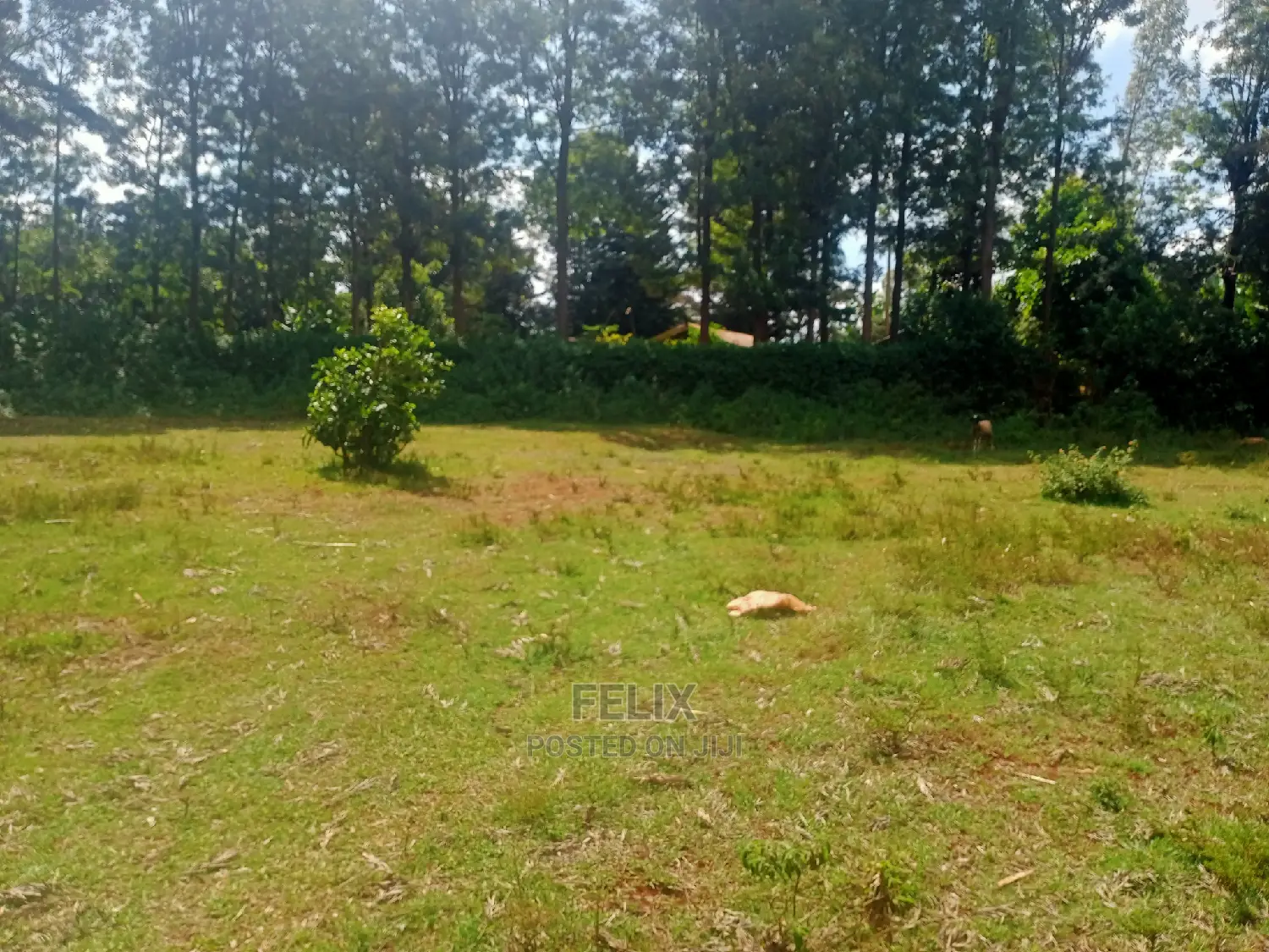 Nyeri/Gatitu Half Acre