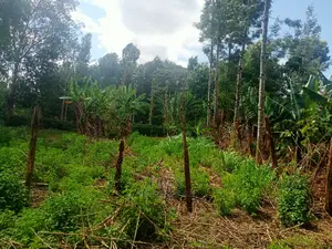 Nyeri/Gatitu Prime Plot