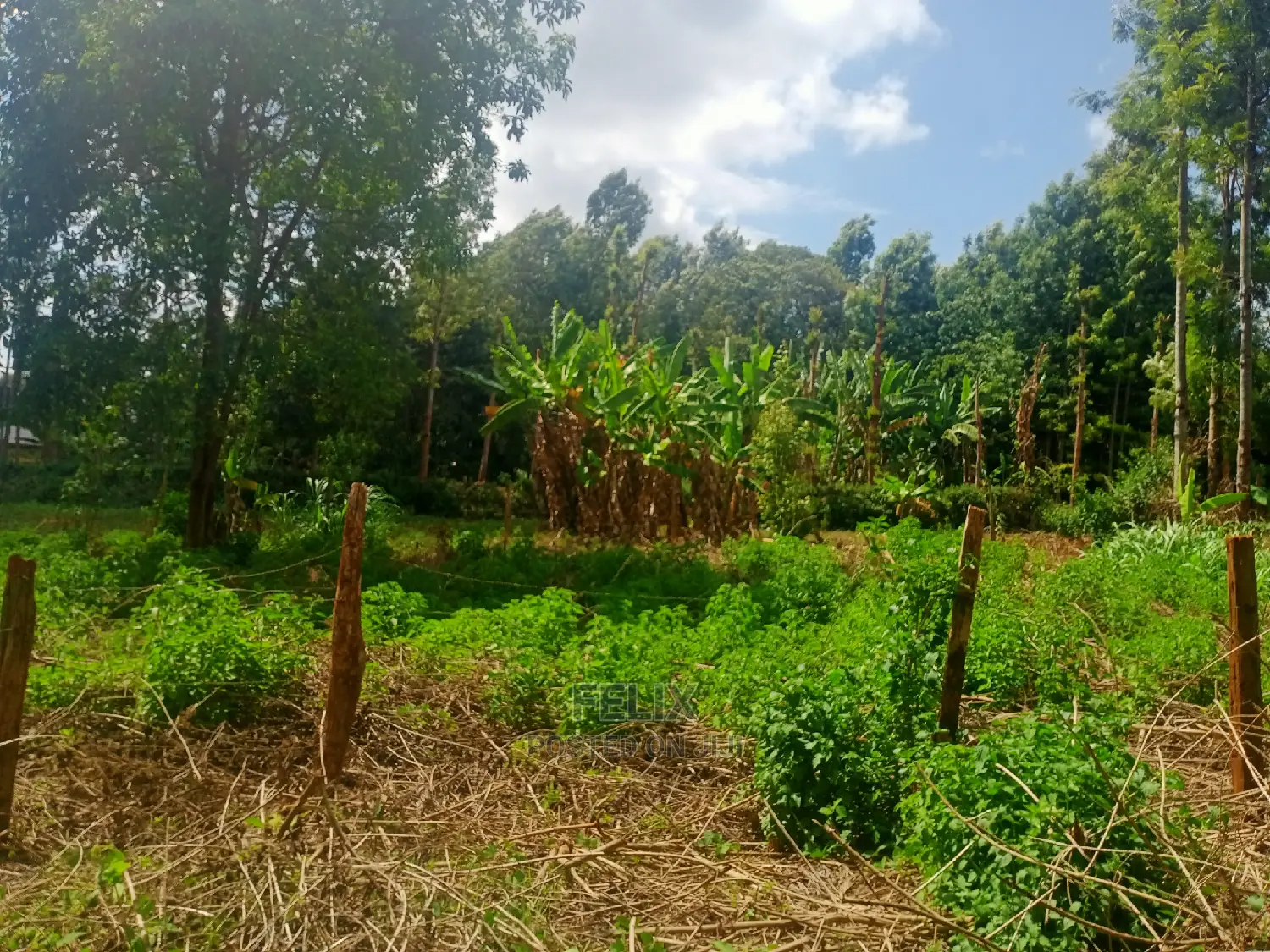 Nyeri/Gatitu Prime Plot