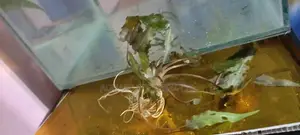 Anubius Aquarium Live Plants