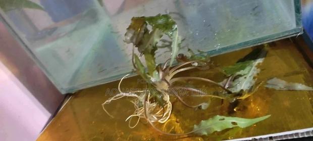 Anubius Aquarium Live Plants - main view