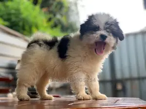 1-3 Months Male Purebred Havanese