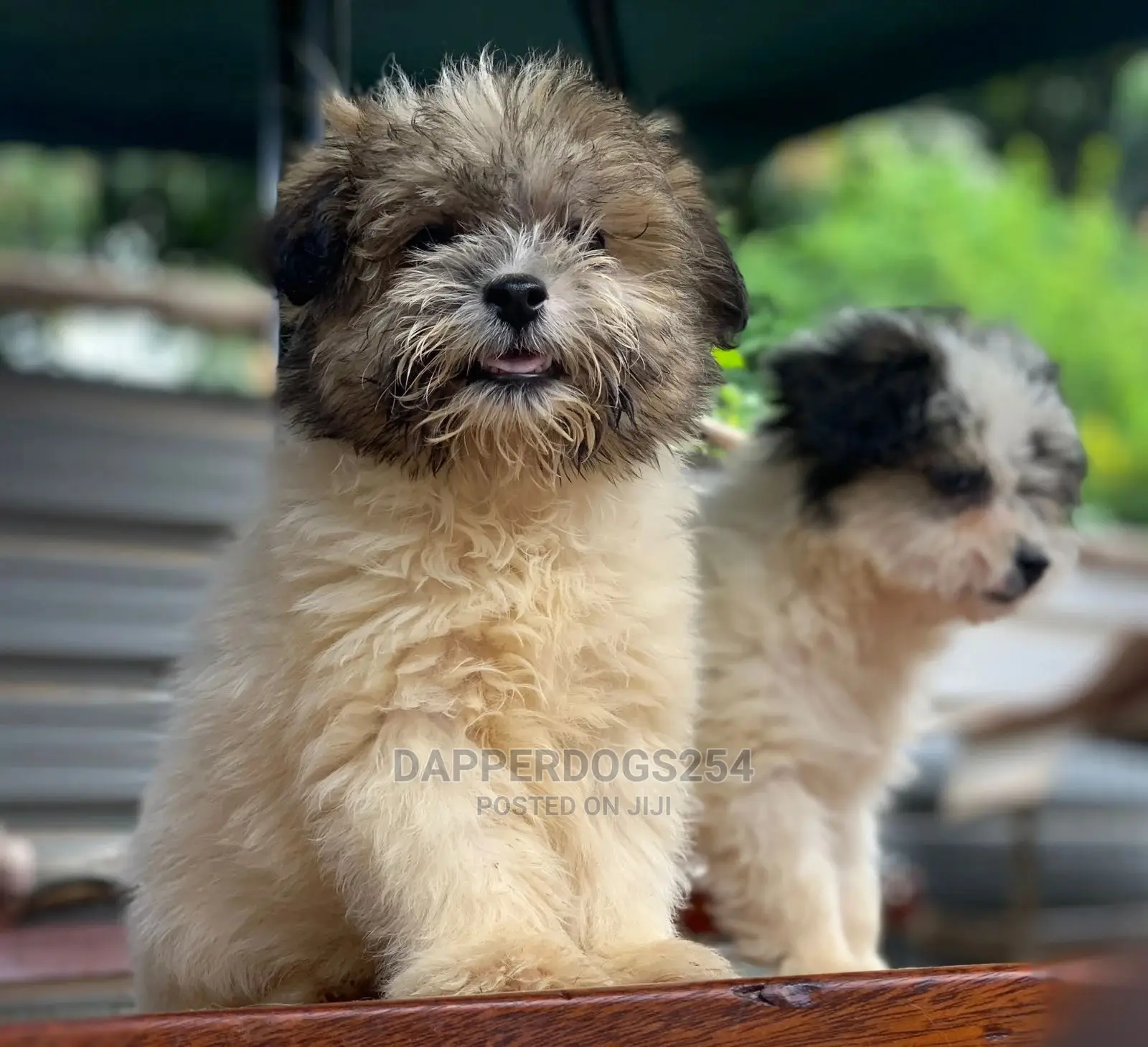 1-3 Months Male Purebred Havanese