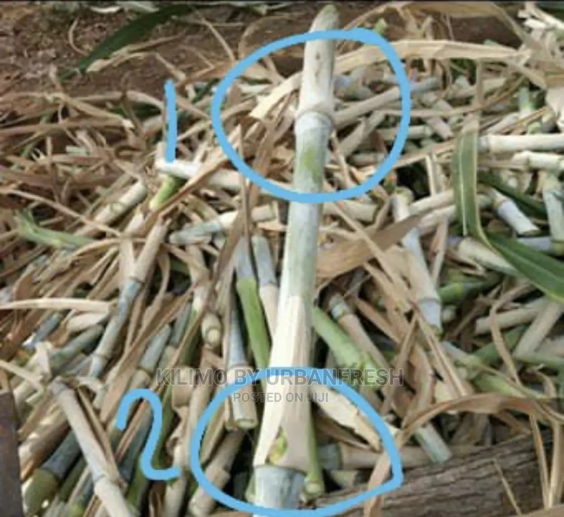 Pakchong 1 Super Napier Grass Cuttings