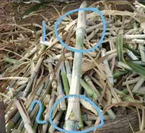 Pakchong 1 Super Napier Grass Cuttings