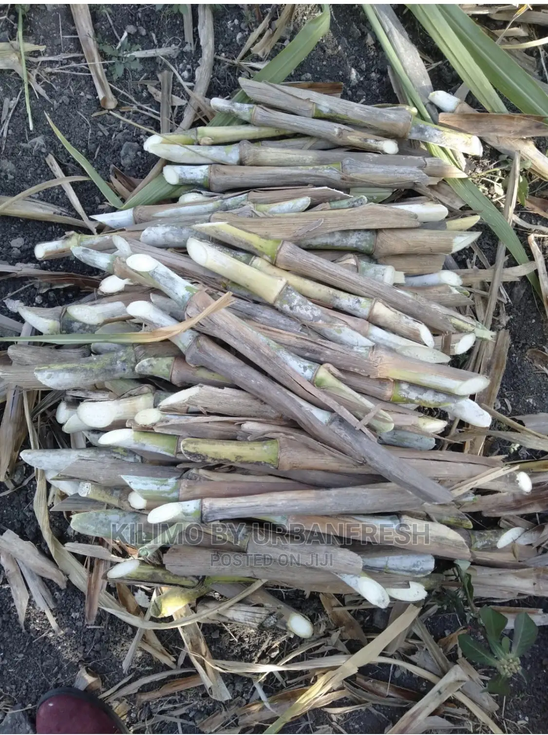Pakchong 1 Super Napier Grass Cuttings