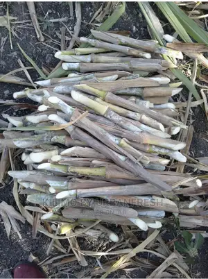 Pakchong 1 Super Napier Grass Cuttings