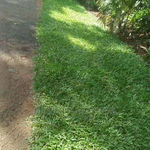 Zimbabwe Grass in 90kg Bags