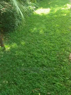 Zimbabwe Grass in 90kg Bags