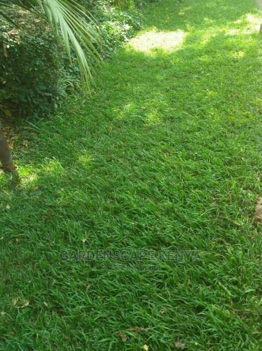 Zimbabwe Grass - thumbnail 2