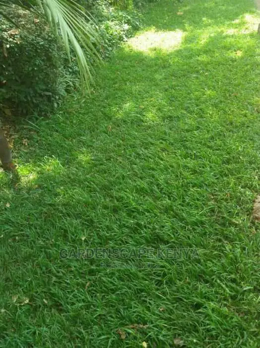Zimbabwe Grass in 90kg Bags