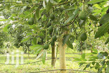 1 Acre Orchard Drip Irrigation