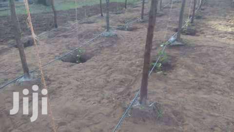 1 Acre Orchard Drip Irrigation - thumbnail 2
