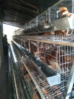 Layers Cages