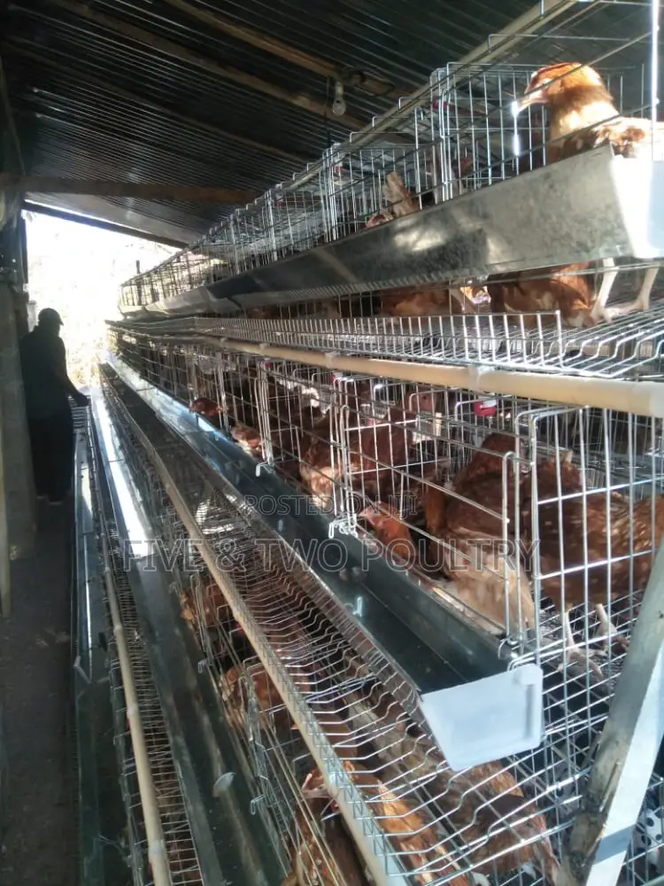 Layers Cages