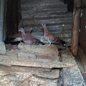 Wild Speckled Pigeons - thumbnail 2