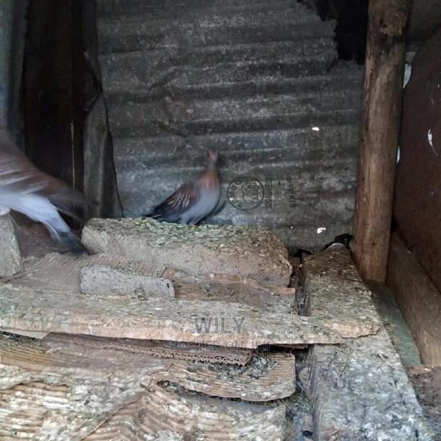 Wild Speckled Pigeons - thumbnail 7