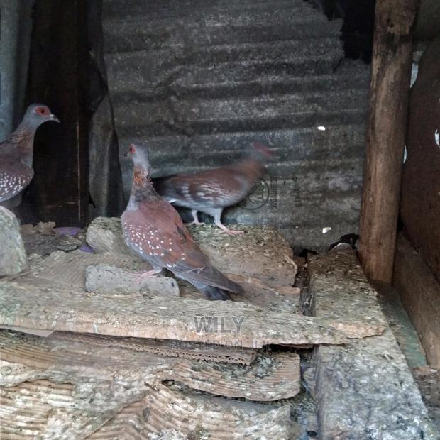 Wild Speckled Pigeons - thumbnail 8