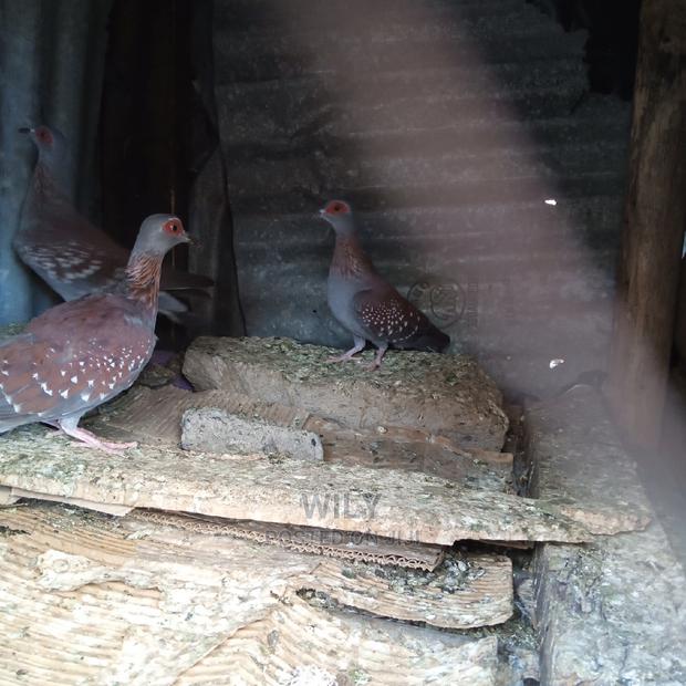 Wild Speckled Pigeons - thumbnail 4
