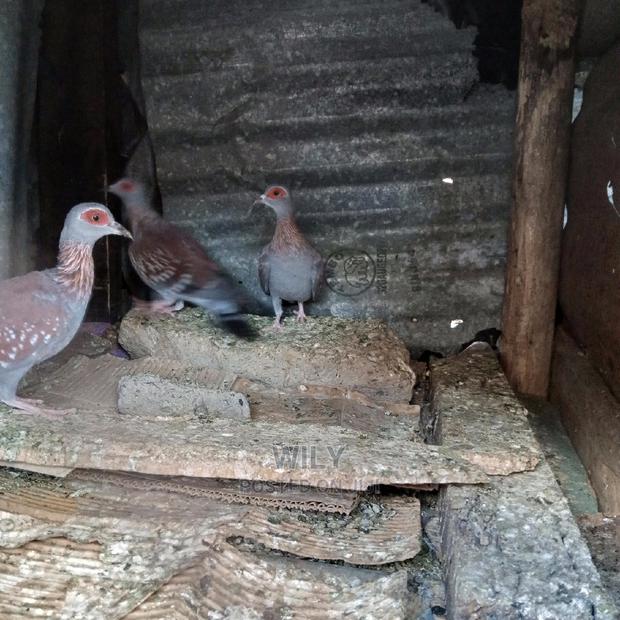 Wild Speckled Pigeons - thumbnail 6