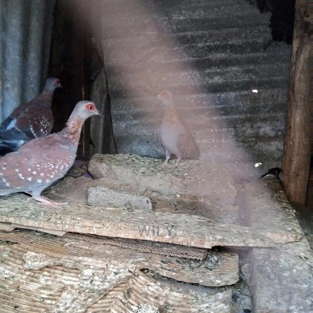 Wild Speckled Pigeons - thumbnail 5