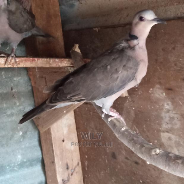 Red Eyes Rock Pigeons