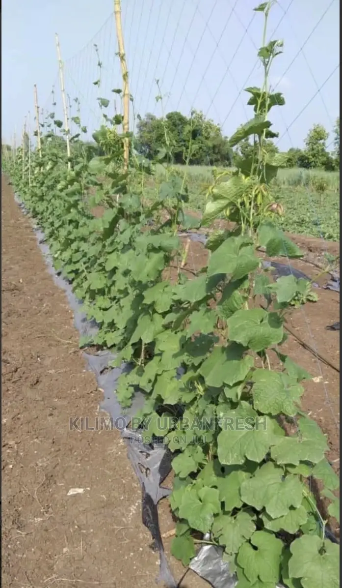 Crop Support Net Roll. 1m X 1000m.