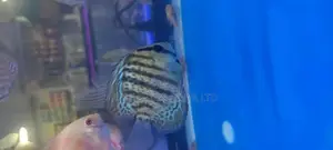 Discus Fish,Prestin Water Aquarium Fish