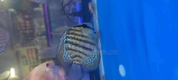 Discus Fish,Prestin Water Aquarium Fish - main view