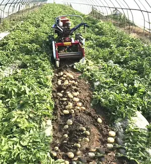 Sweet Potato Harvest Machine