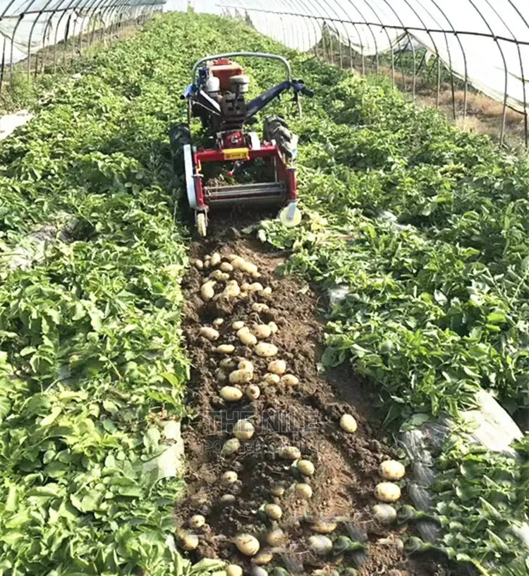 Sweet Potato Harvest Machine