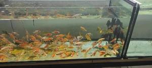 Feeder Fish - thumbnail 2