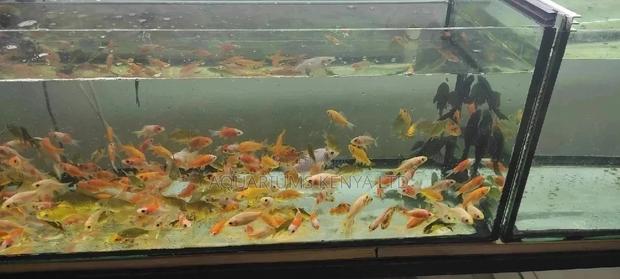 Feeder Fish - main view