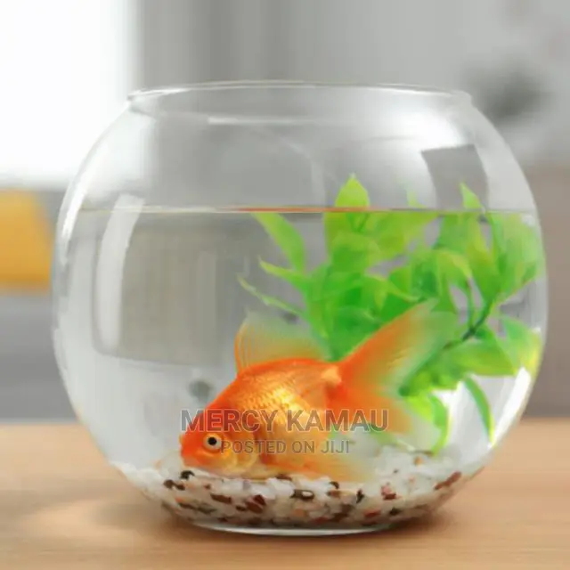 Tropical Aquarium Fish