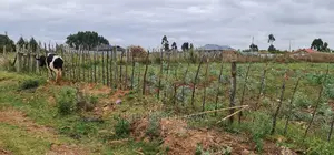 Prime Commercial 1⁄4 Plot for Sale in Chepkoilel Eldoret