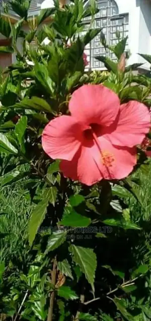 Landscaping and Gardening Services