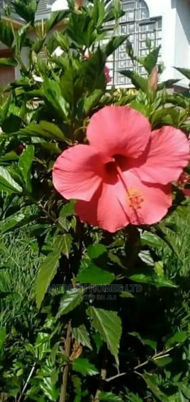 Landscaping and Gardening Services