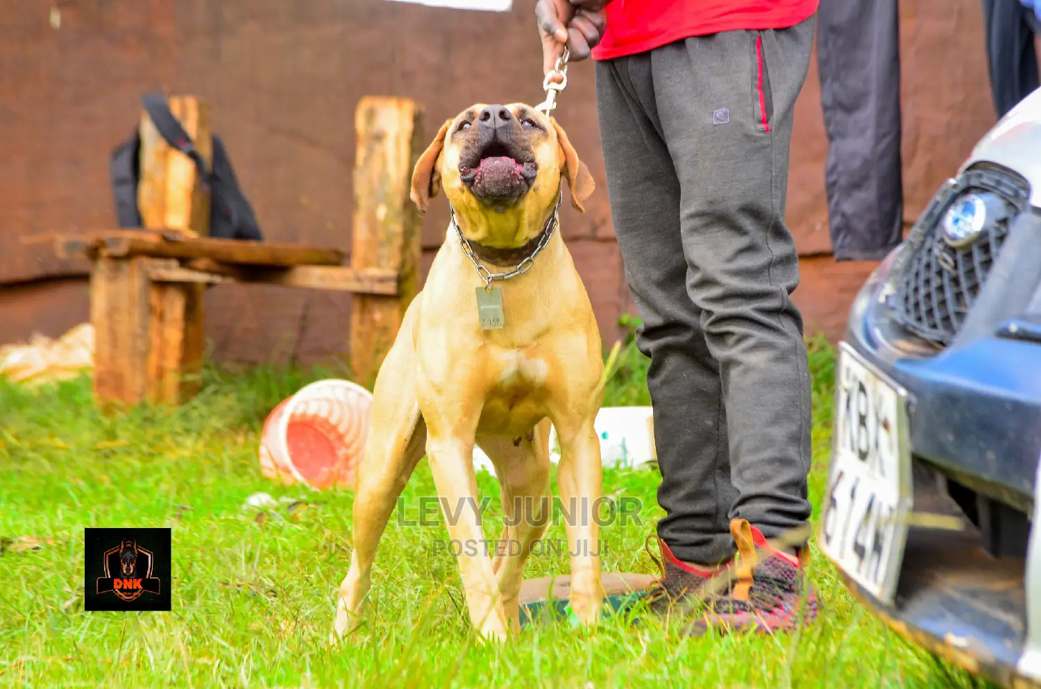 Dog Training Services