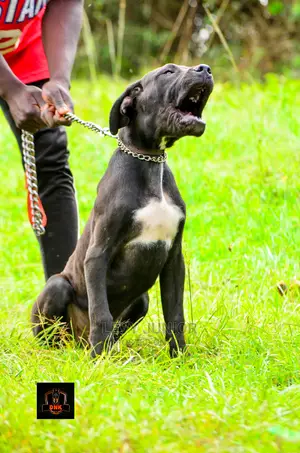 Dog Training Services