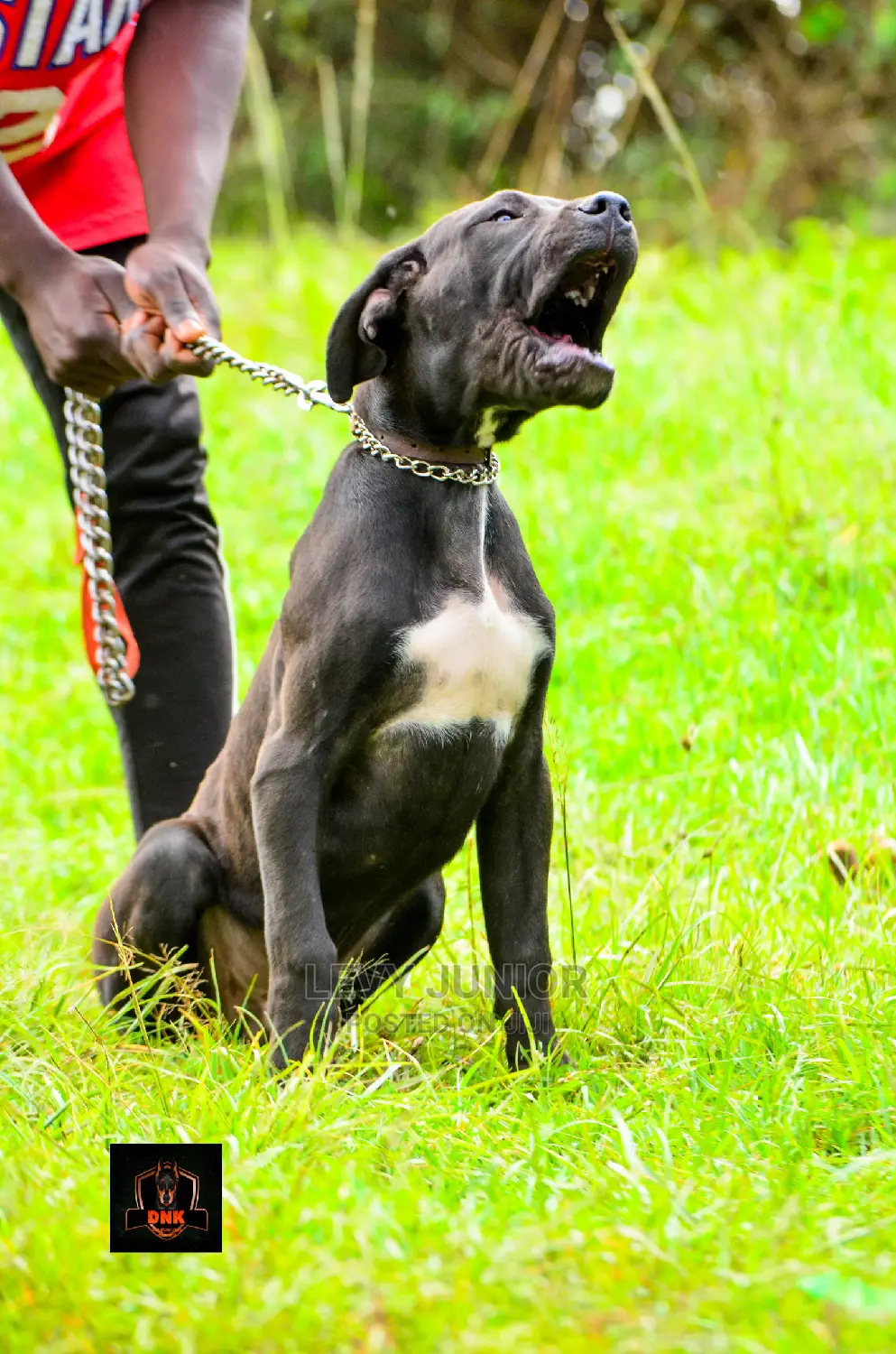Dog Training Services