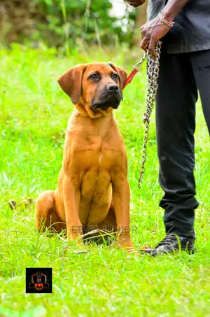 Dog Training Services
