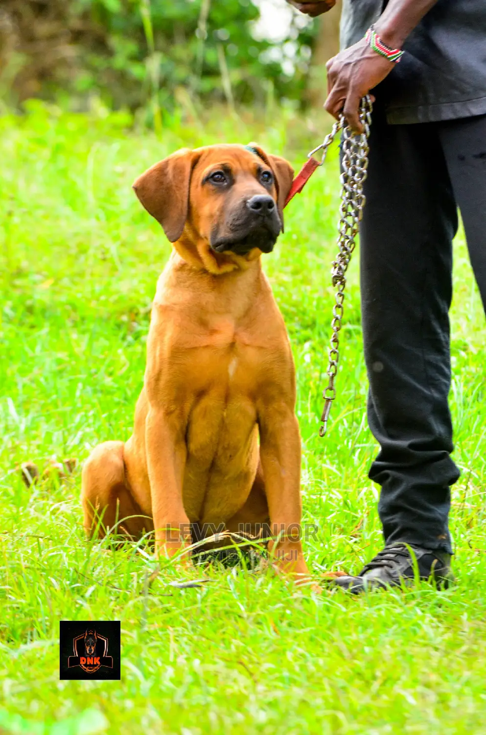 Dog Training Services