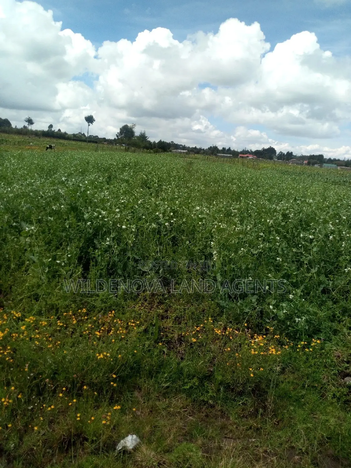 1/2 Acre on Sale at Kinangop Mtonyora