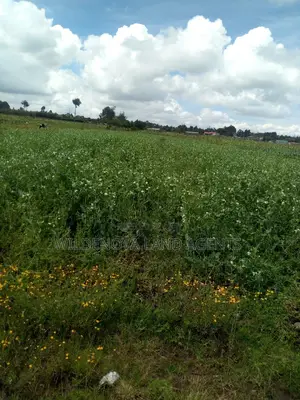 1/2 Acre on Sale at Kinangop Mtonyora