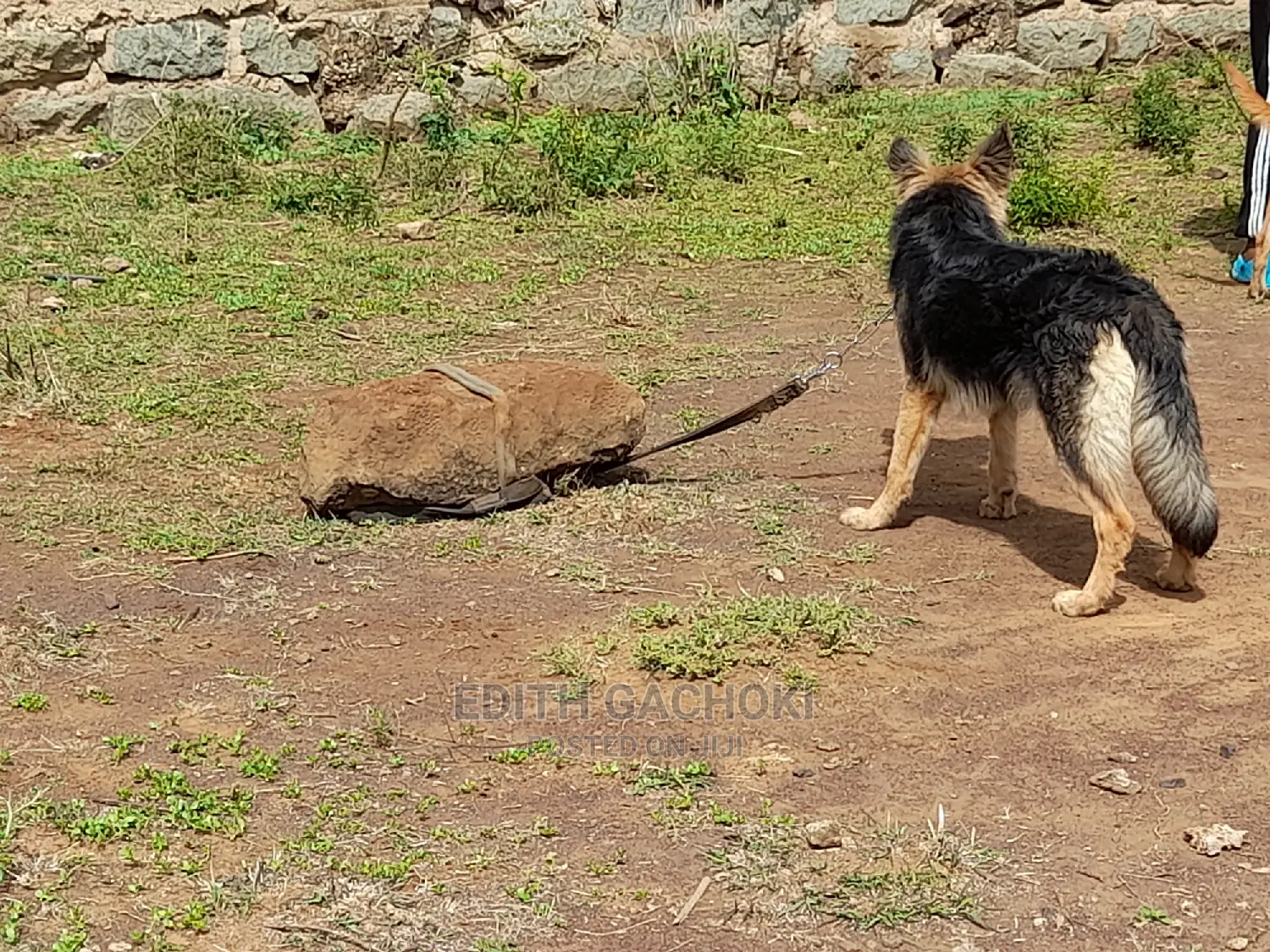 3-6 months Female Purebred German Shepherd