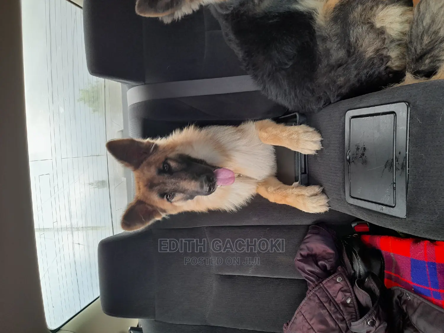 3-6 months Female Purebred German Shepherd