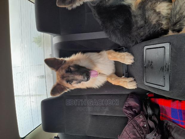 3-6 months Female Purebred German Shepherd - thumbnail 4