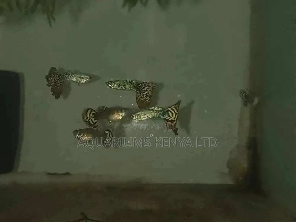 Graded Guppies ,Imports, Aquarium Fish