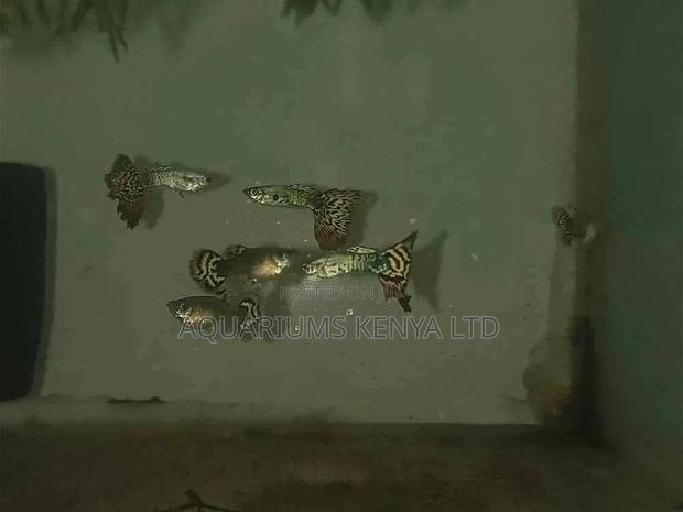 Graded Guppies ,Imports, Aquarium Fish - main view