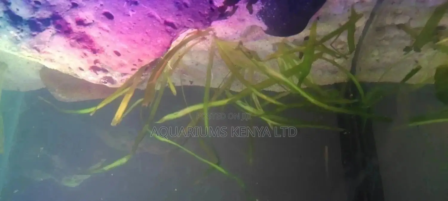 Villasneria Aquarium Plants